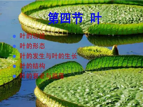 植物形态结构(叶)
