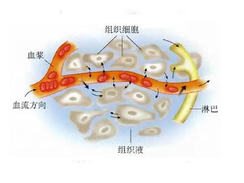 免疫学2(细胞免疫和体液免疫)