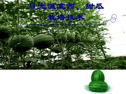 日光温室西瓜甜瓜栽培技术
