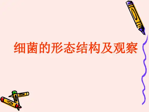 细菌的形态结构及观察
