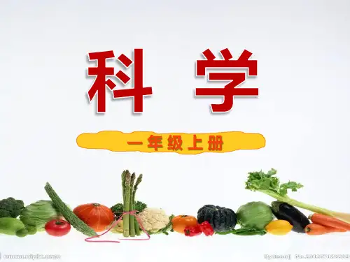 5.常见的水果和蔬菜说课讲解