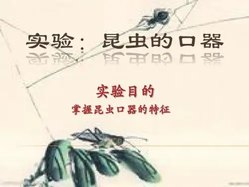 普生实验昆虫口器