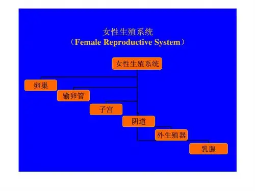 《女性生殖系统》PPT课件