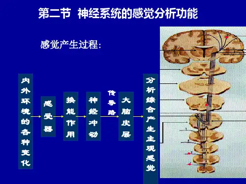 第七版生理学神经系统的感觉分析功能