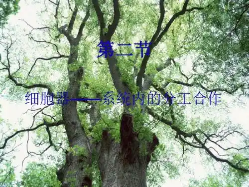 第二节细胞器细胞内的分工合作(精)