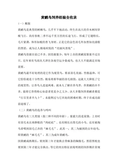 黄鹂鸟饲养经验全收录