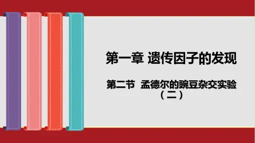 1.2孟德尔的豌豆杂交实验(二)-人教版(2019)高中生物必修二课件(共25张PPT)