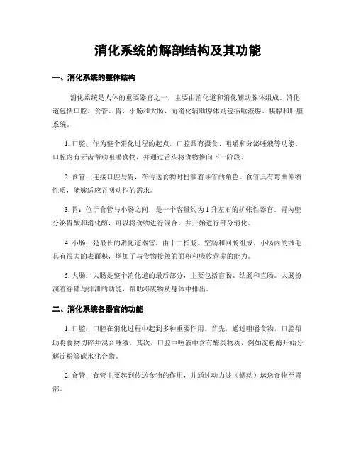 消化系统的解剖结构及其功能