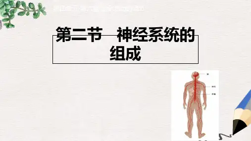 七年级生物下册 4.6.2《神经系统的组成》课件  新人教版