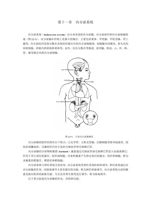 内分泌系统.