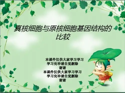 真核细胞与原核细胞基因结构的比较