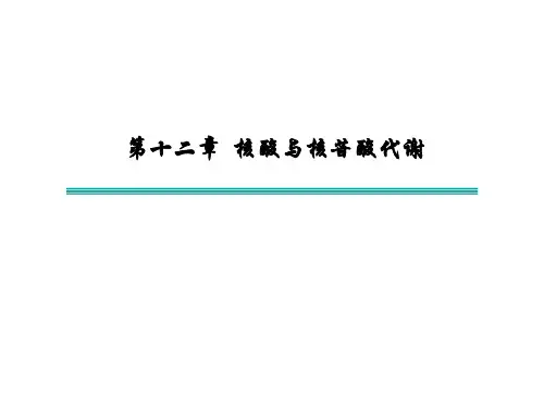 核酸与核苷酸的代谢