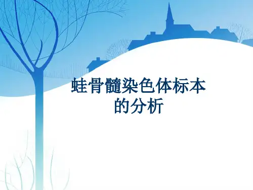 蛙骨髓染色体标本