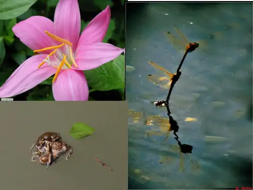 人教版七年级生物下册人的生殖