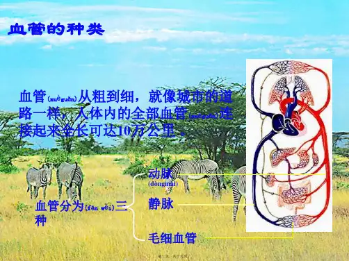 七年级生物下册 血液循环课件 _1