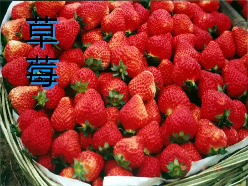 草莓种植管理