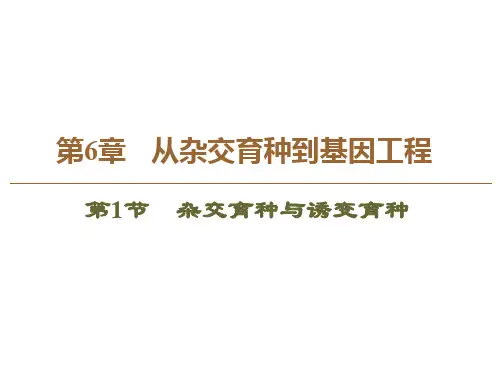 人教版高中生物必修二课件第6章第1节杂交育种与诱变育种