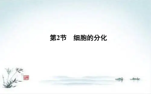 2018-2019学年高一生物人教版必修1课件：第6章 细胞的生命历程 第2节 细胞的分化
