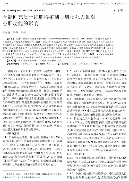 骨髓间充质干细胞移植到心肌梗死大鼠对心肝功能的影响