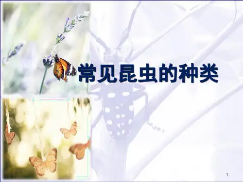 昆虫的种类