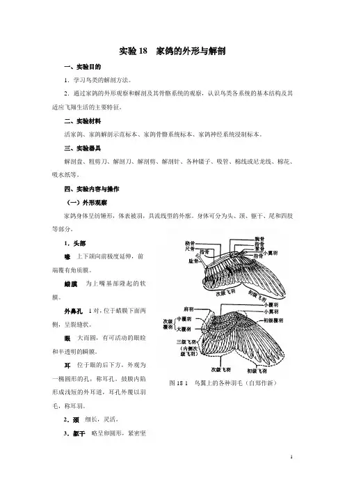 家鸽解剖