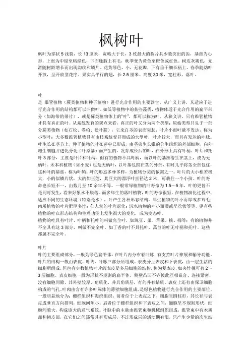 枫树叶