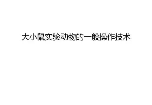 大小鼠实验动物的一般操作技术备课讲稿