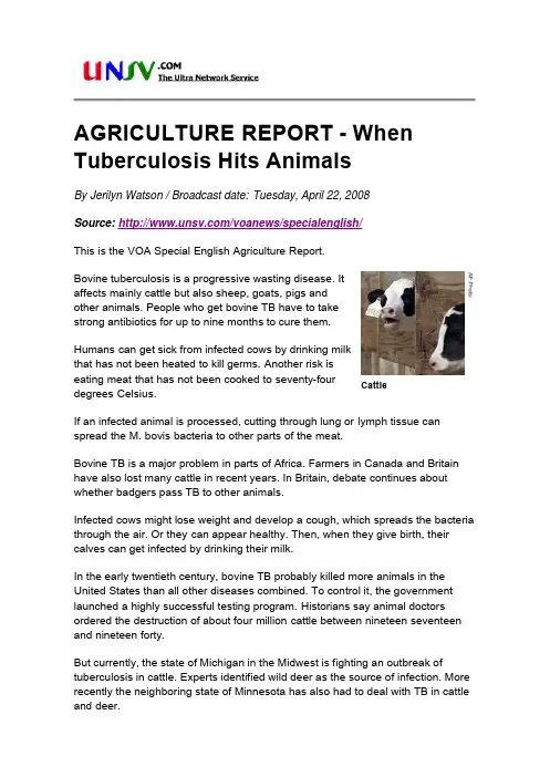 AGRICULTURE REPORT - When Tuberculosis Hits Animals