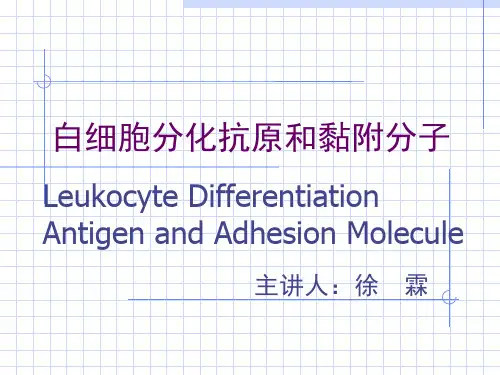 CD分子xulin-本 白细胞分化抗原与黏附分子