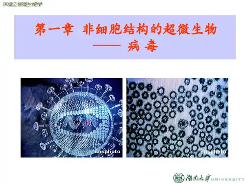 第一篇第1章 病毒