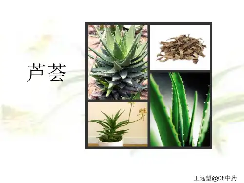 中药鉴定学-芦荟