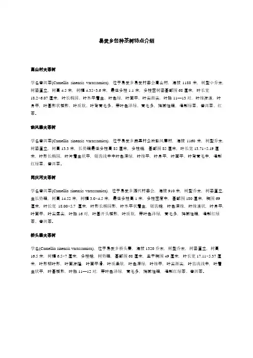 易武乡各种茶树特点介绍