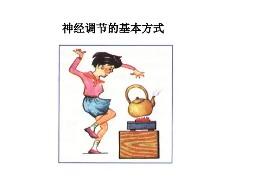 第二节人体生命活动的神经调节