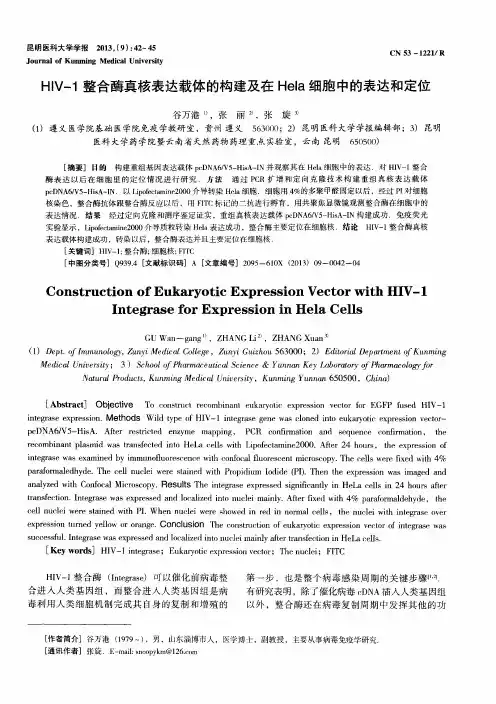 HIV-1整合酶真核表达载体的构建及在Hela细胞中的表达和定位