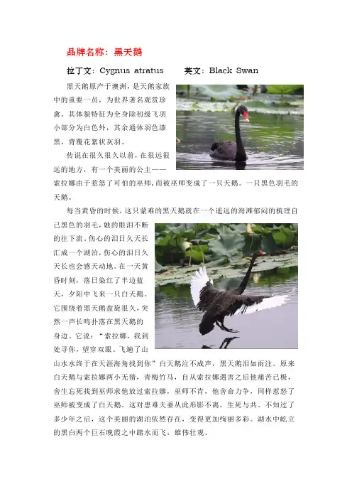 品牌名称黑天鹅
