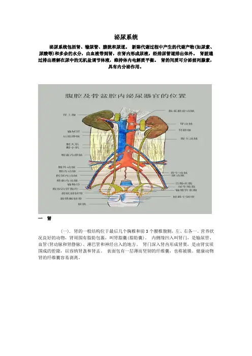 畜禽解剖学——泌尿系统