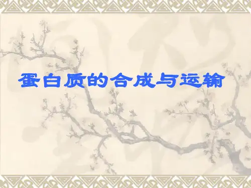 蛋白质合成与运输