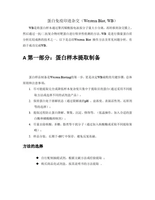 western blotting实验操作步骤讲解
