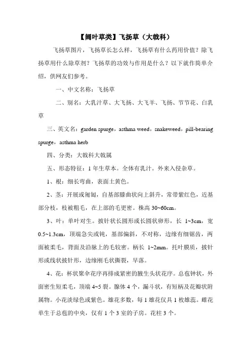【阔叶草类】飞扬草(大戟科)