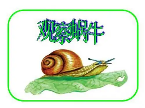 科学三年级上教科版2.2《蜗牛一》课件6