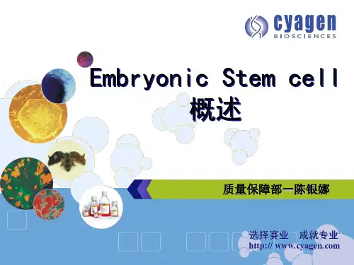 ES 概述