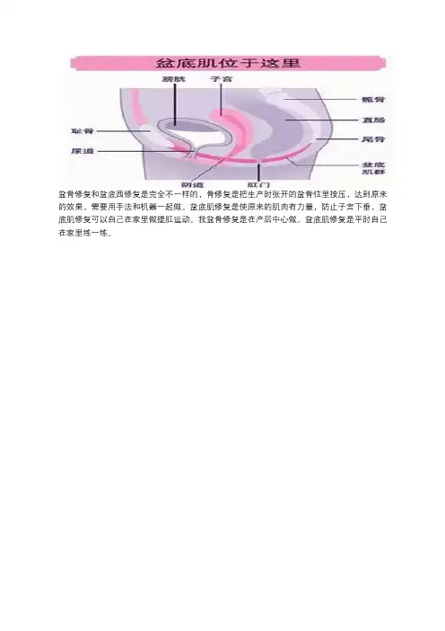骨盆和盆底肌的区别