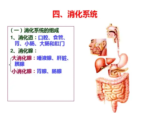 幼儿消化系统
