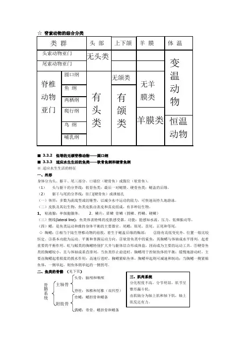 脊椎动物考研讲义
