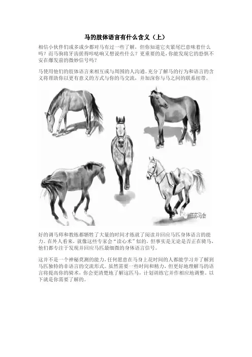 马的肢体语言有什么含义(上)
