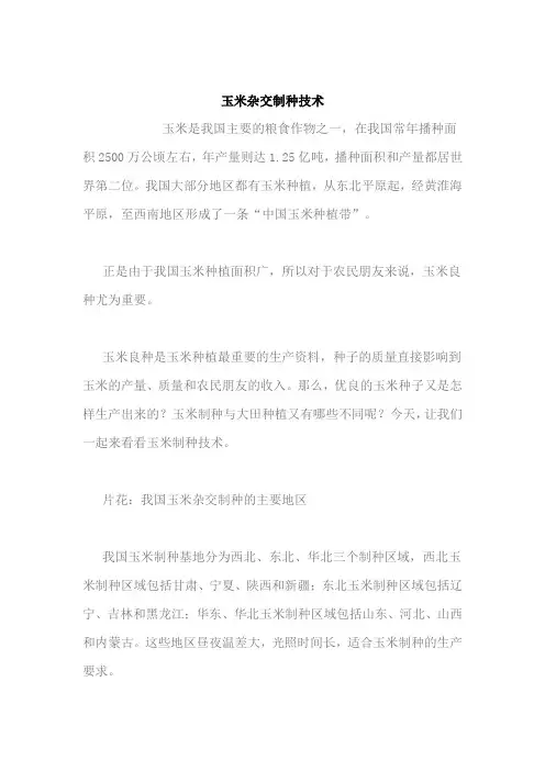 玉米杂交制种技术