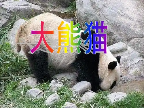北师大版一年级语文下册《 大熊猫(2)》PPT课件
