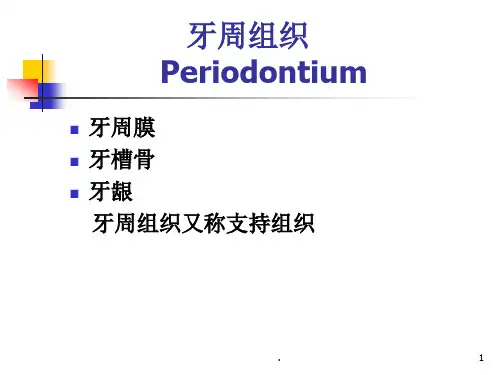 口腔组织病理学：牙周组织PPT医学课件