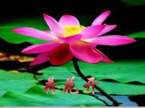 荷花开