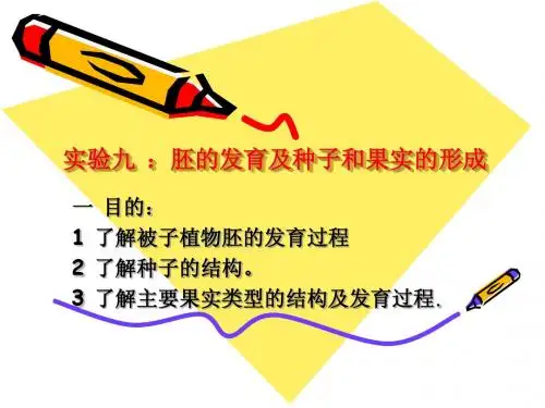 胚的发育及种子和果实的形成